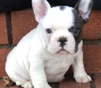 Bull dogue francês 3