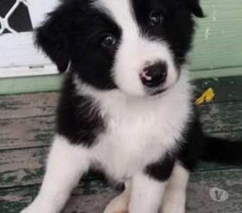 Border Collie